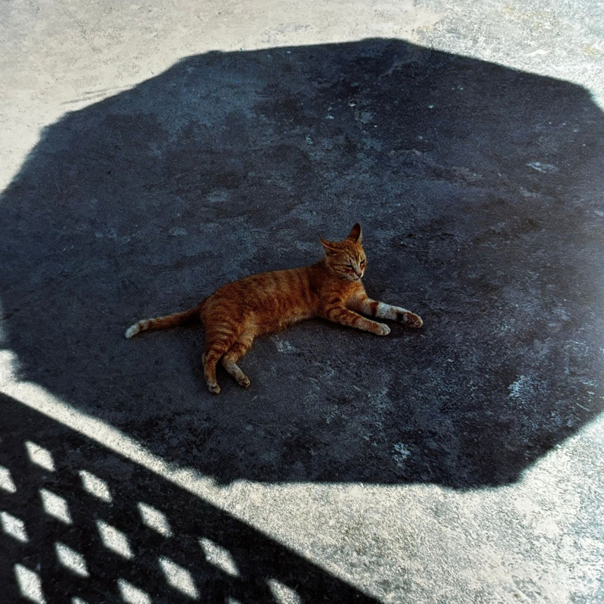 Cats of the Greek Islands