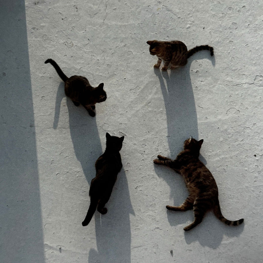 Cats of the Greek Islands