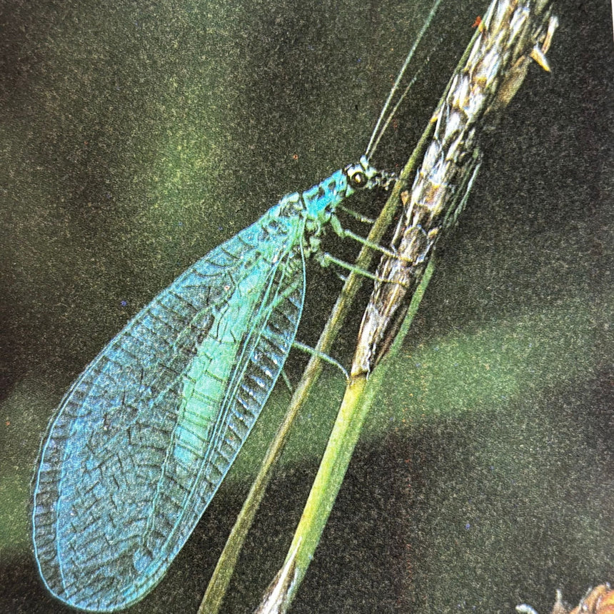 Pestil Books for vitruta Erfolgreich gärtnern: durch naturgemäßen Anbau 